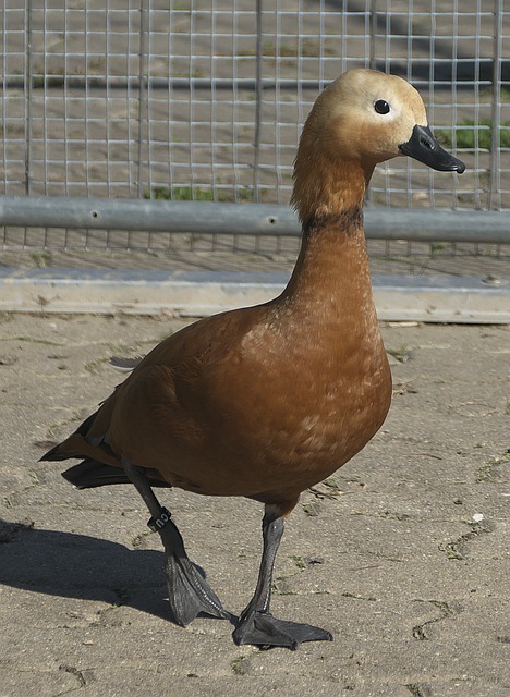 會責任